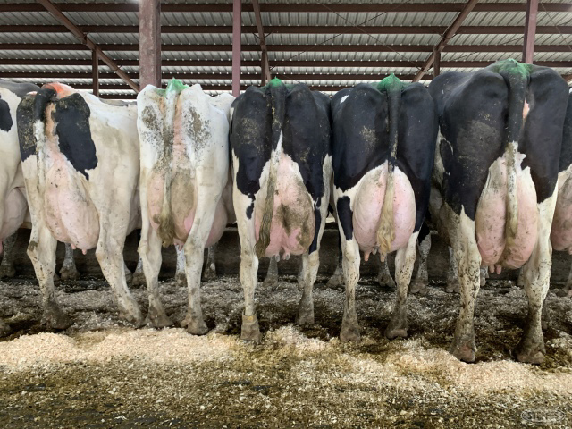 (28 Head) Holstein cows